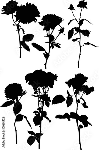 six black rose isolated flowers