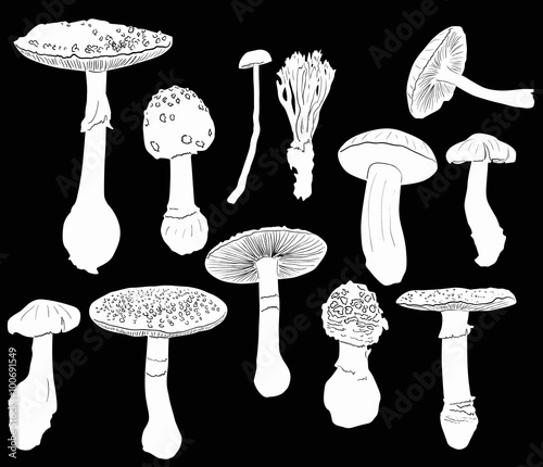 set of twelve toadstools isolated on black