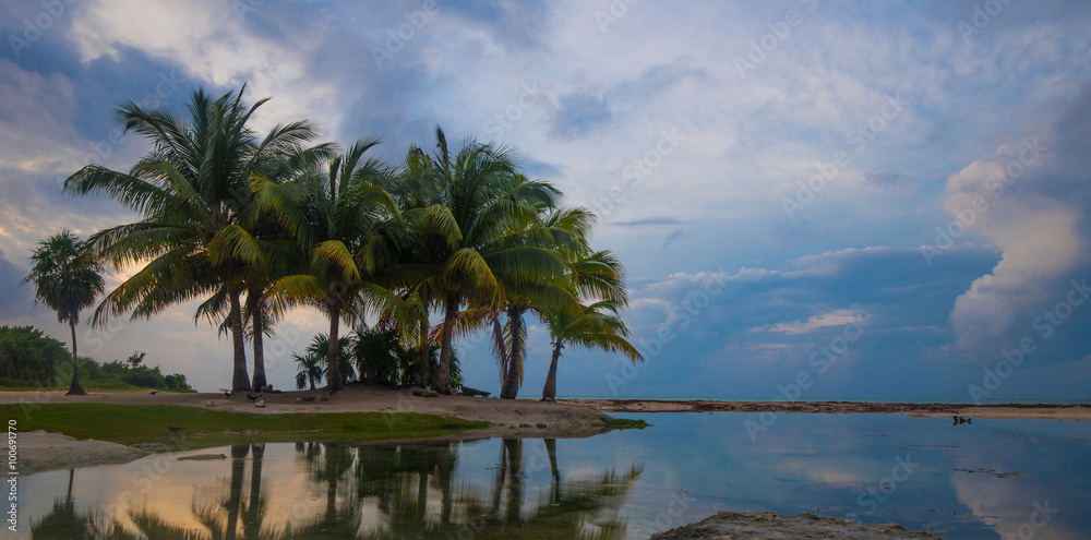 Palm Trees on the beach in Mexico Palm Trees on the beach in Mexico