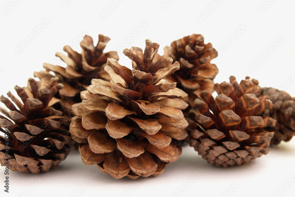 group of pine cone on white background group of pine cone on white background
