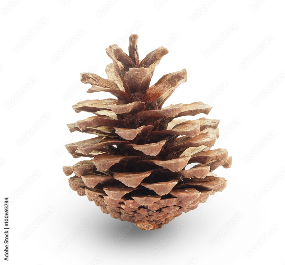 pine cone on white background pine cone on white background