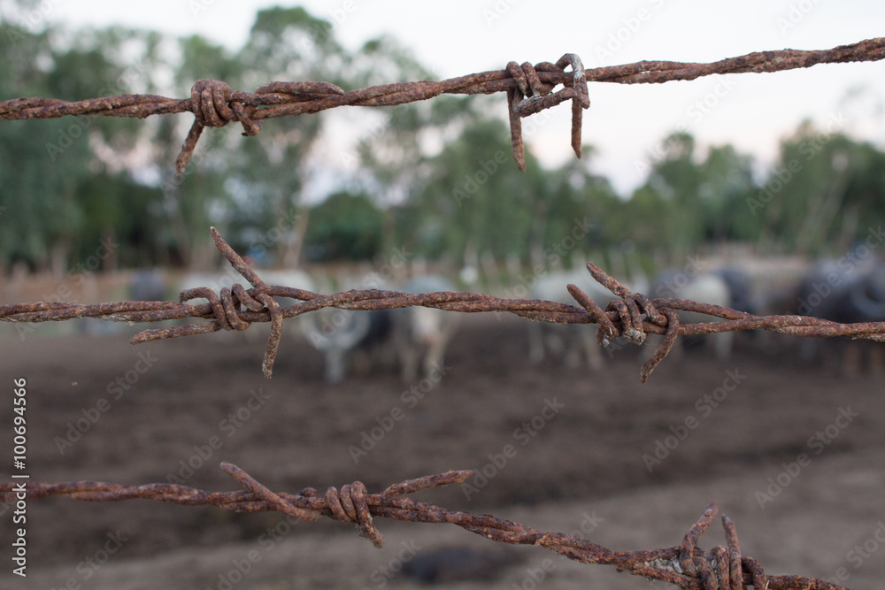 Standing Buffalo cluster is surrounded by a barbed wire stables at.