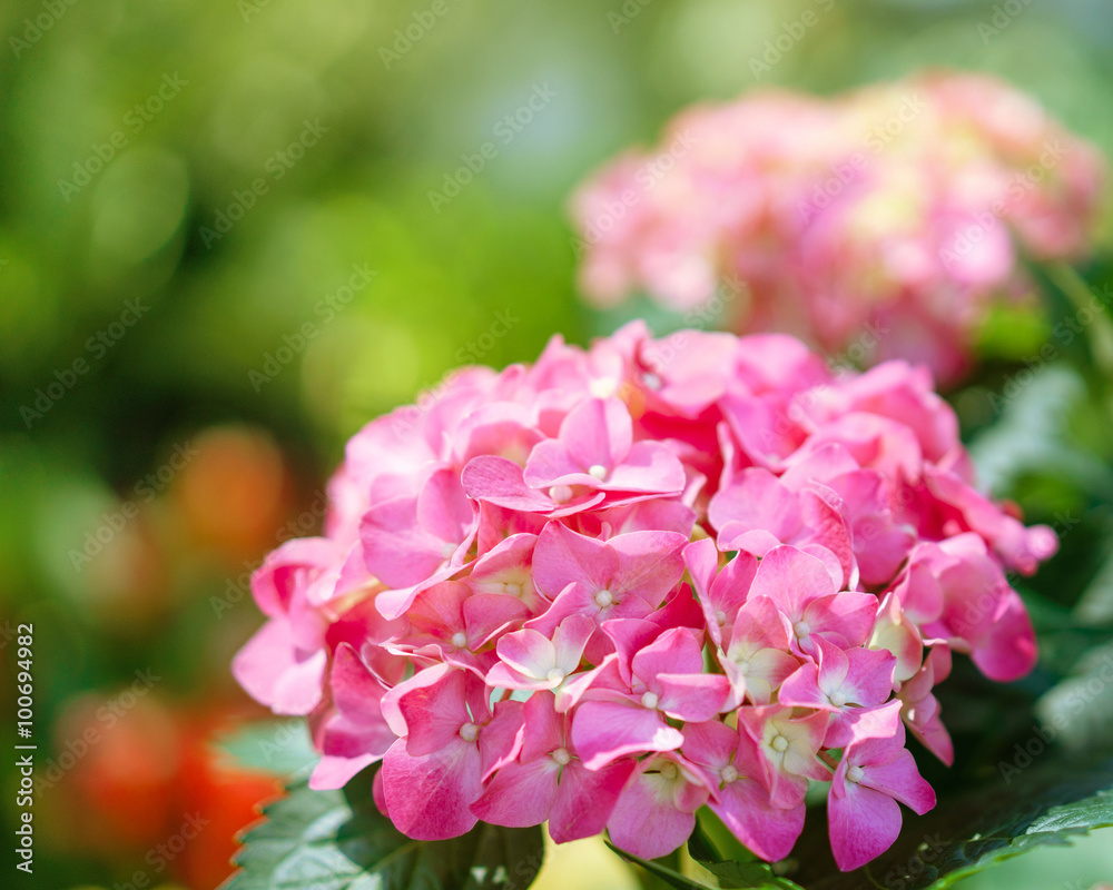 Hydrangea common names hydrangea or hortensia (Hydrangea macroph Hydrangea common names hydrangea or hortensia (Hydrangea macroph