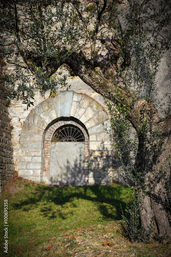 Mediterranean tree olive