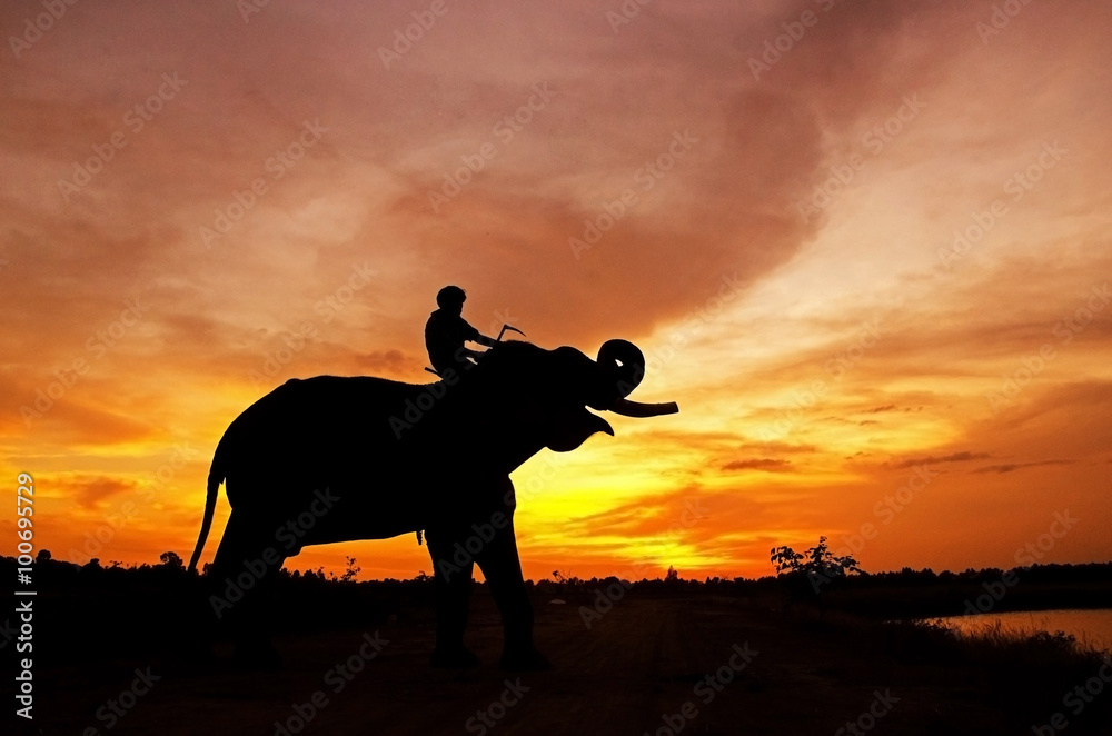 Elephant standing in a rice field with the mahout