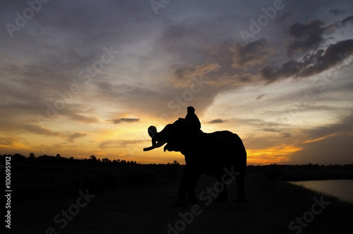 Elephant standing in a rice field with the mahout © aFotostock