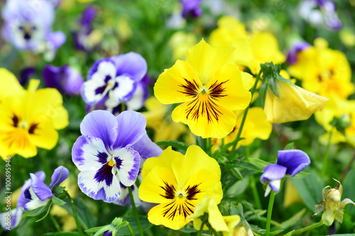   Flowers pansy  