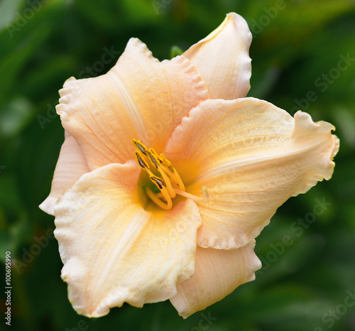 Fototapeta Naklejka Na Ścianę i Meble -  Lily peach color flower close-up