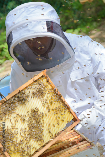 honey harvest © auremar