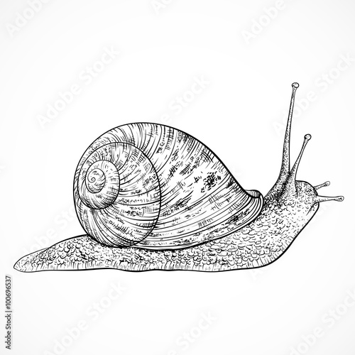 Snail. Vintage hand drawn vector illustration