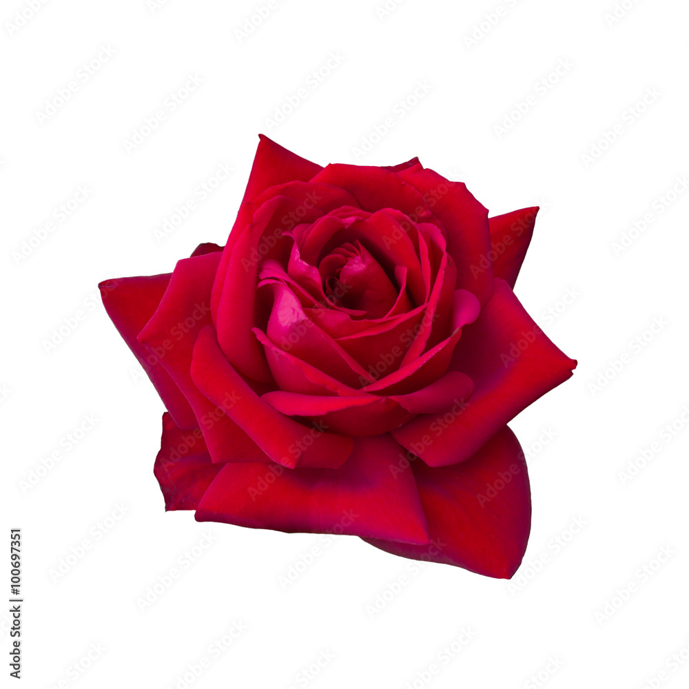 Dark red rose Dark red rose