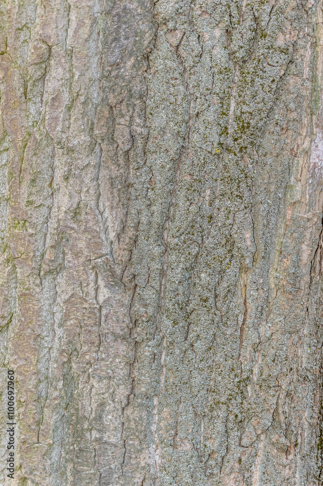 The texture of tree bark