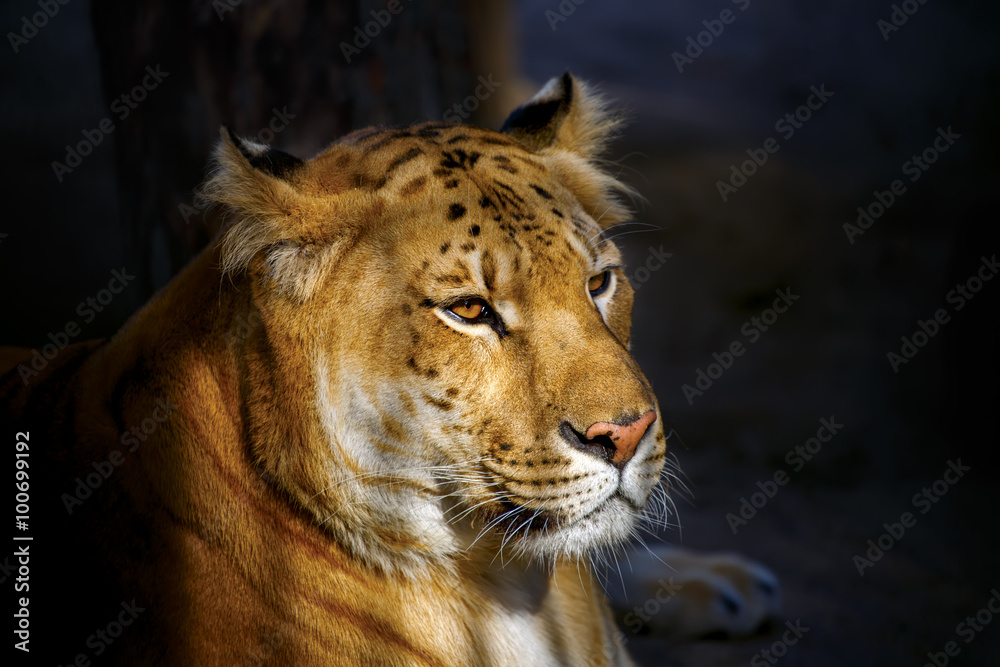 Fototapeta premium Siberian Ligerr lit by the setting sun.