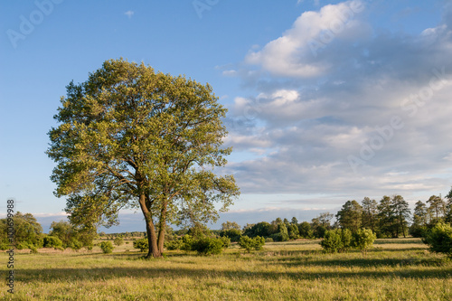 Samotne okazałe drzewo olszaa (Alnus) rosnące na łące