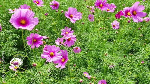 Cosmos flower blossom in garden