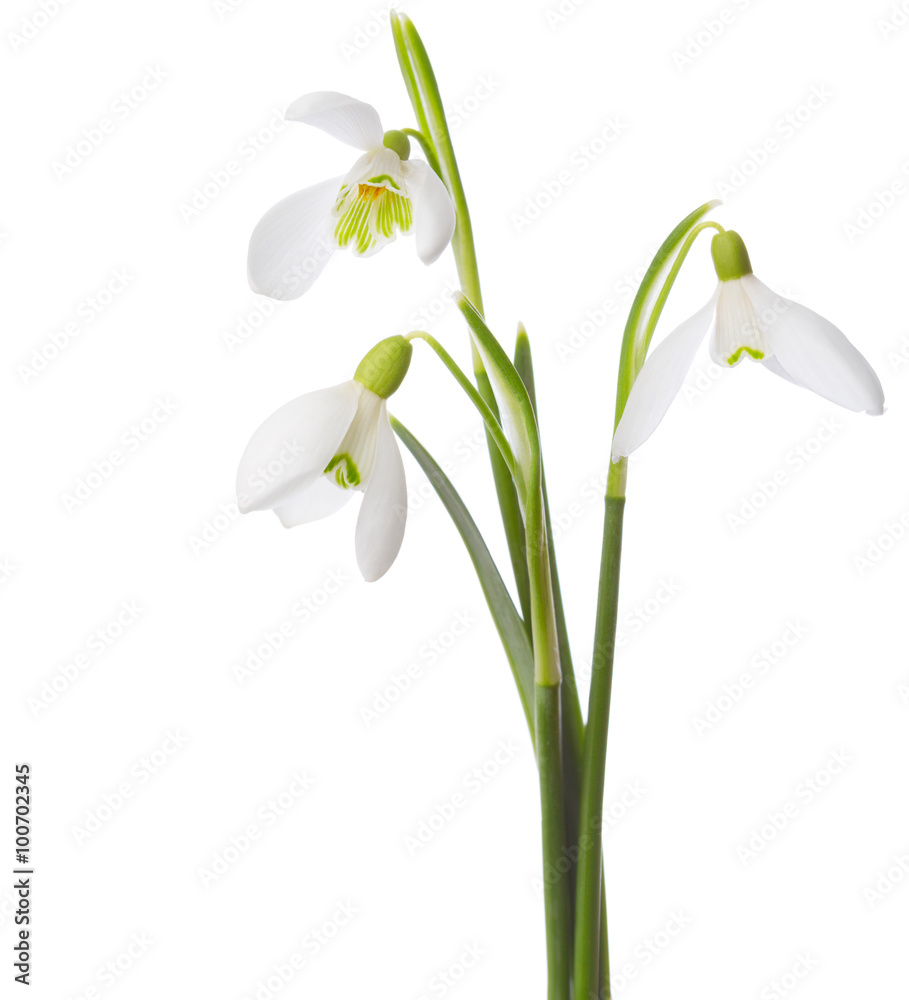 Fototapeta premium Three snowdrop flowers isolated on white background