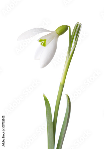 Snowdrop flower isolated on white background