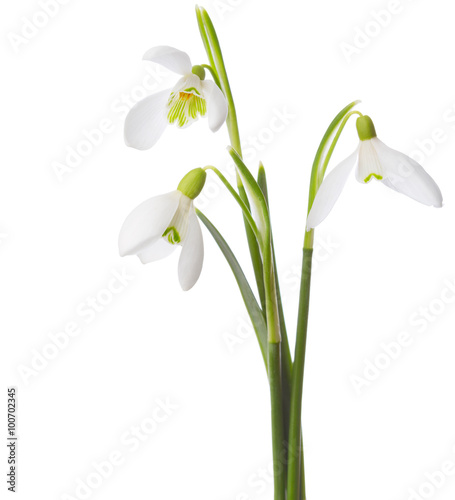 Three  snowdrop flowers isolated on white background