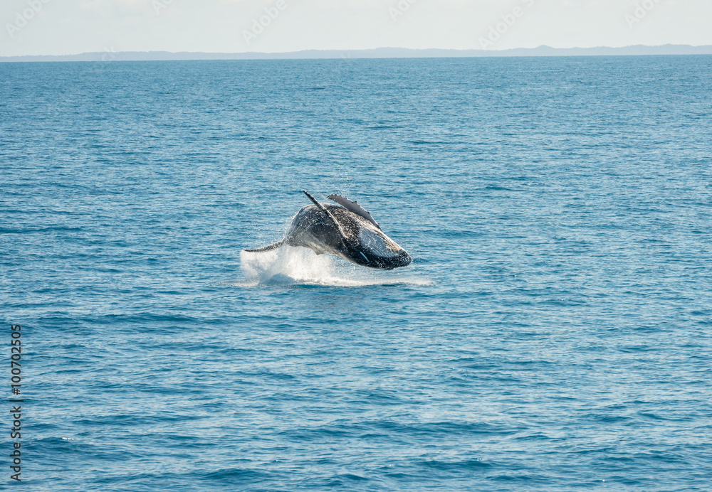Fototapeta premium Jumping Wal Hervey Bay, Australia