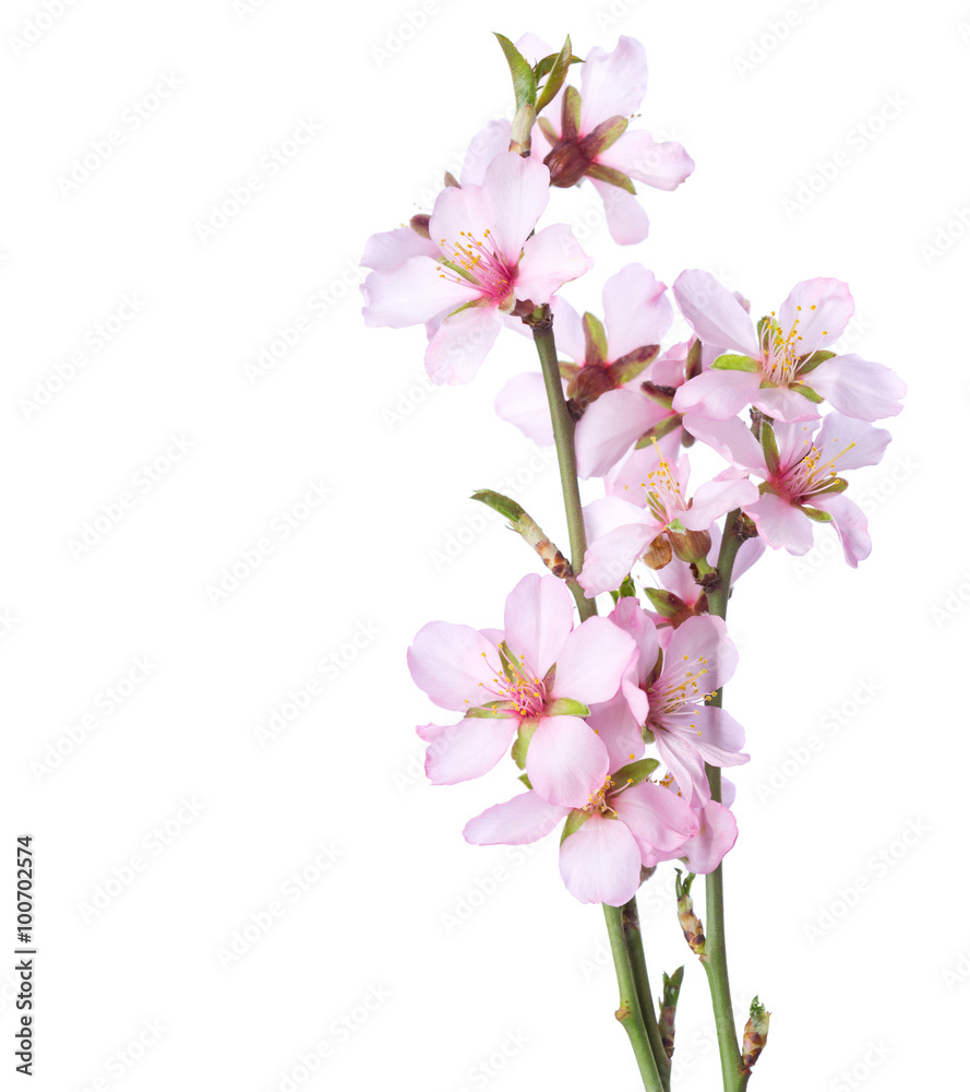 Peach  in blossom isolated on white. Studio shot