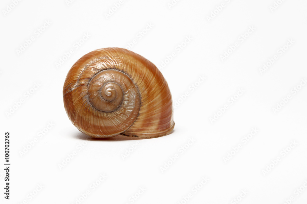single empty snail shell isolated single empty snail shell isolated