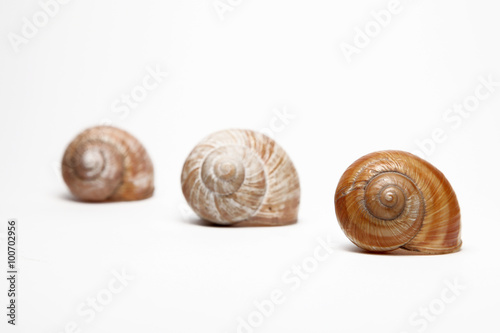 Snails isolated on white