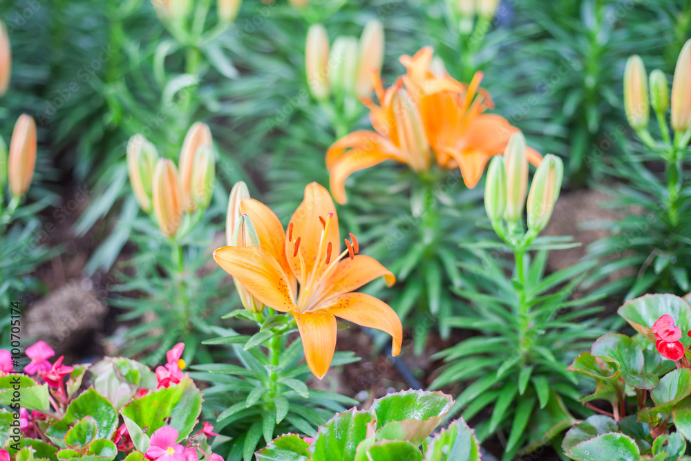 Fototapeta premium Zephyranthes flower, close up. Common names for species in this