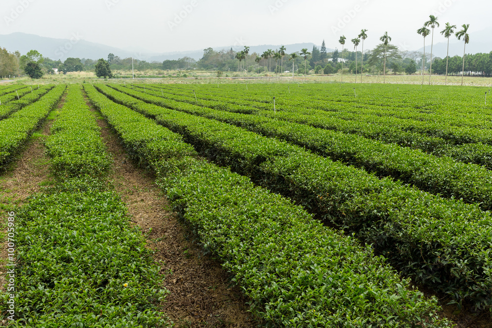 Tea farm in luye