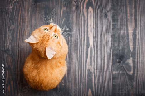 Foto Cat sitting on the wooden floor