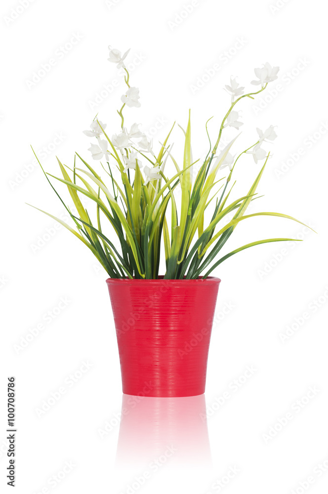 decorative flower in a red pot isolated on white