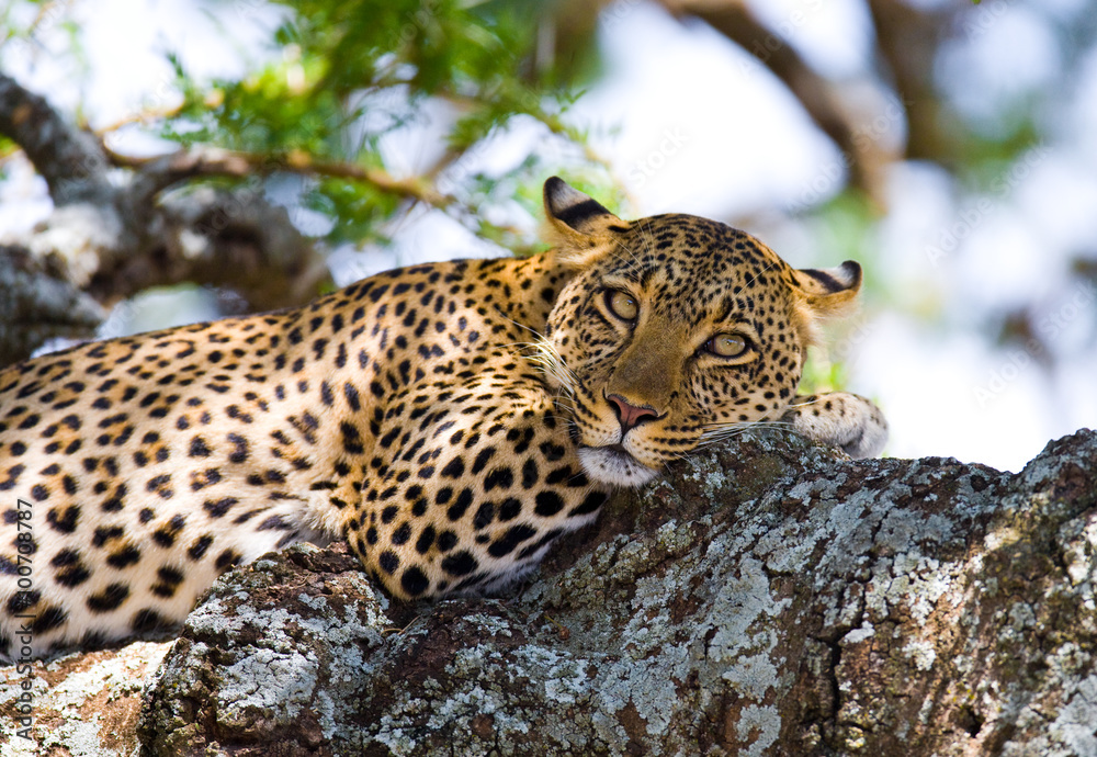 Naklejka premium Leopard is lying on a tree. National Park. Kenya. Tanzania. Maasai Mara. Serengeti. An excellent illustration.