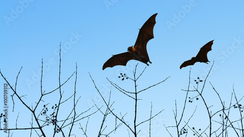 Bat silhouettes flying on isolate background - Halloween festiva photo