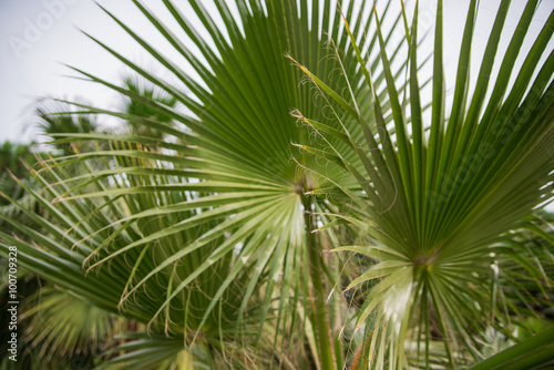 Palm leaf with a blurred background
