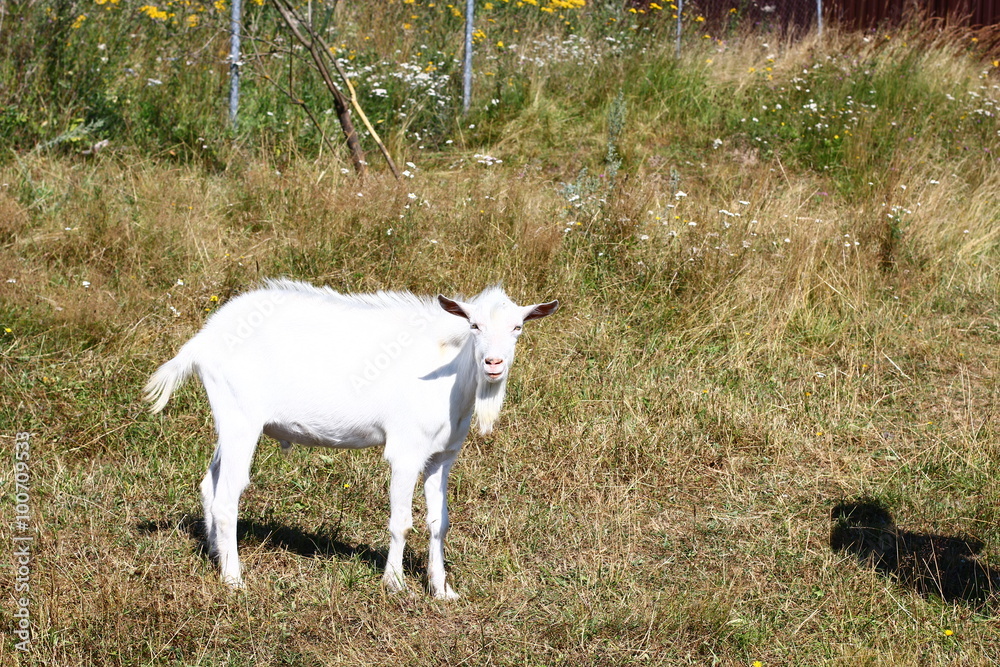 Obraz premium White goat