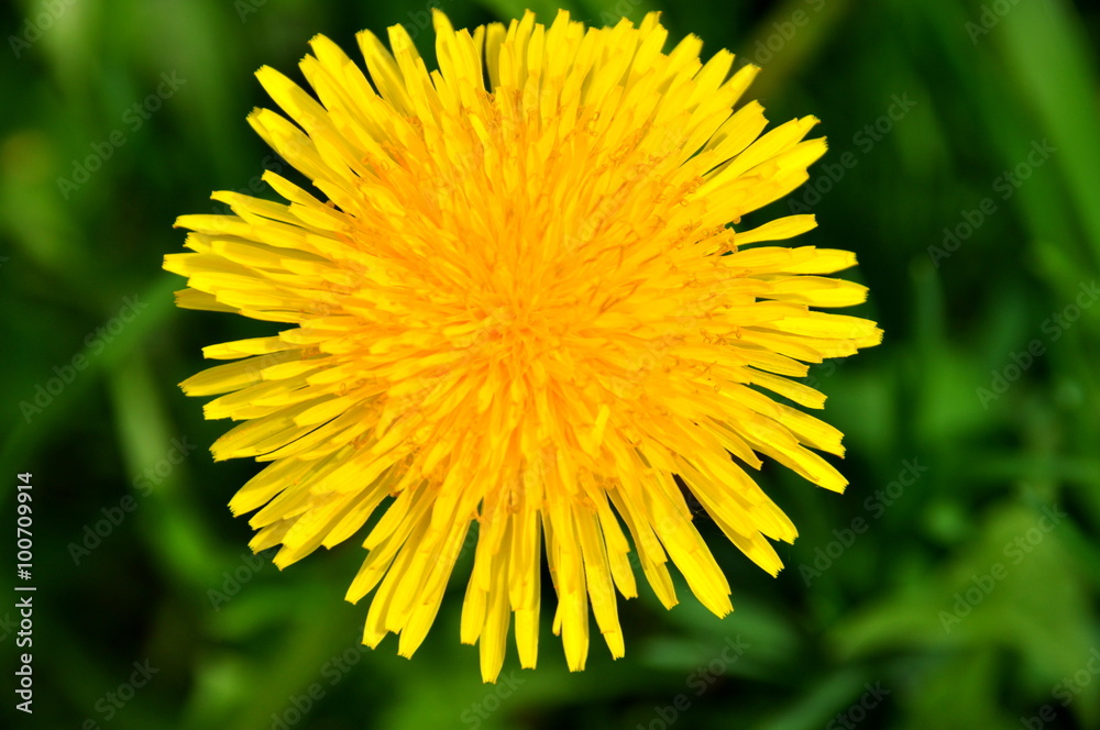 Dandelion close up on a background of green grass Dandelion close up on a background of green grass