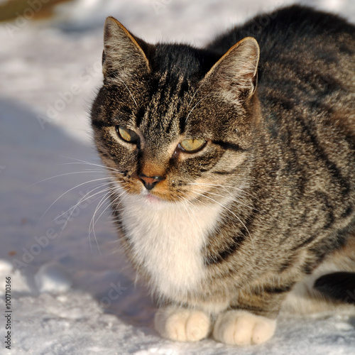 tabby Cat in the snow