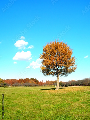 秋の草原と立ち木