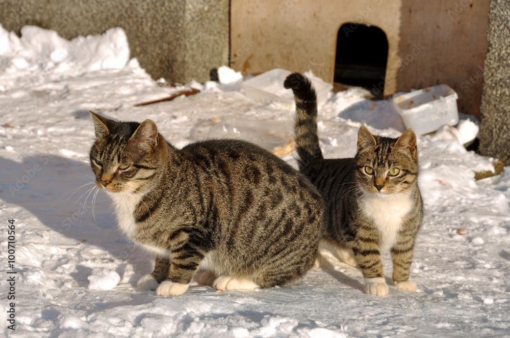 Two tabby cats in snow on a cold winter day