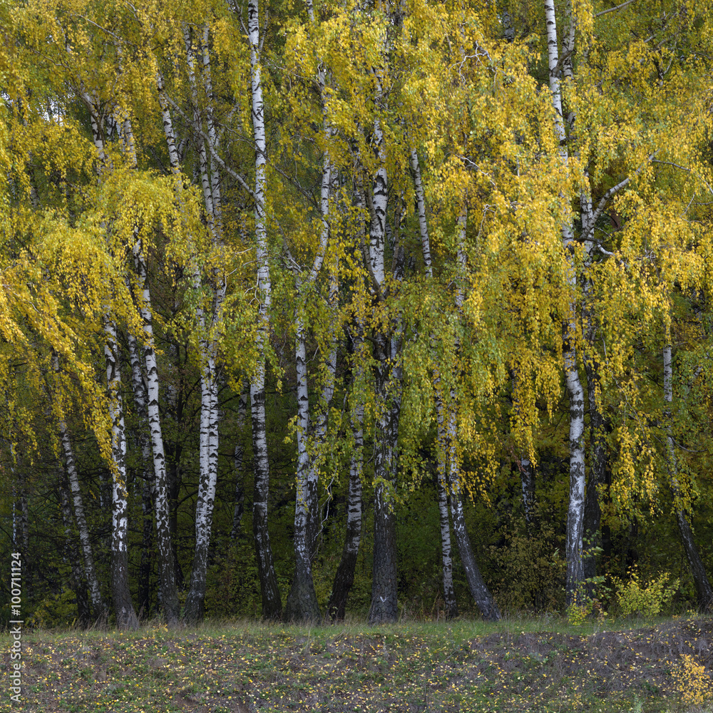 Autumn Birches Autumn Birches