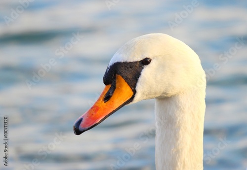 Beautiful elegant swan