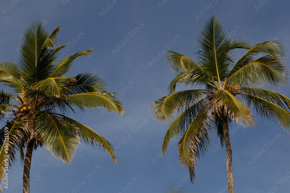 coconut palms with sky at background