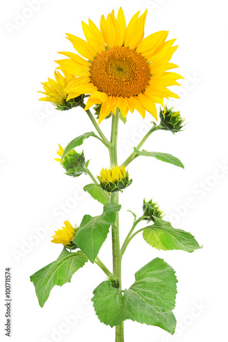 Fototapeta Naklejka Na Ścianę i Meble -  Sunflower