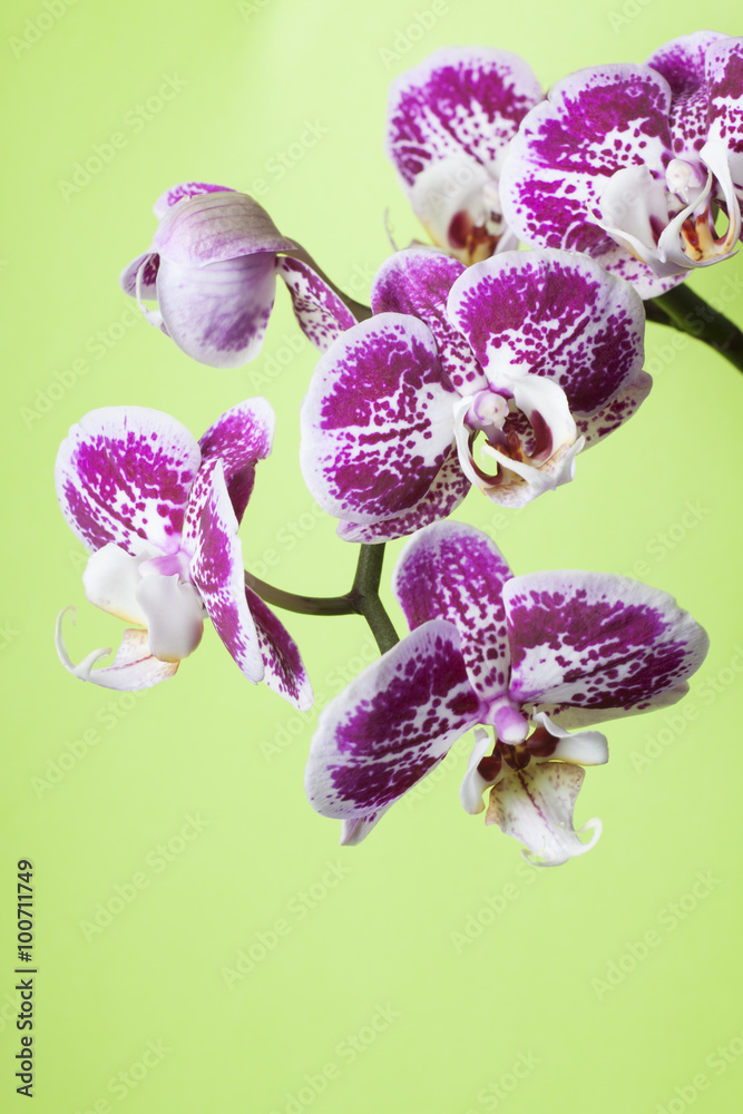 Fototapeta premium Orchid