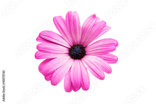 Fototapeta Naklejka Na Ścianę i Meble -  Violet Pink Osteosperumum Flower Daisy Isolated