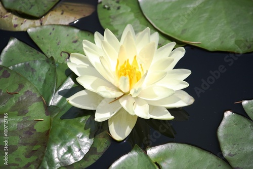 White water lily at Isola Madre  Italy 