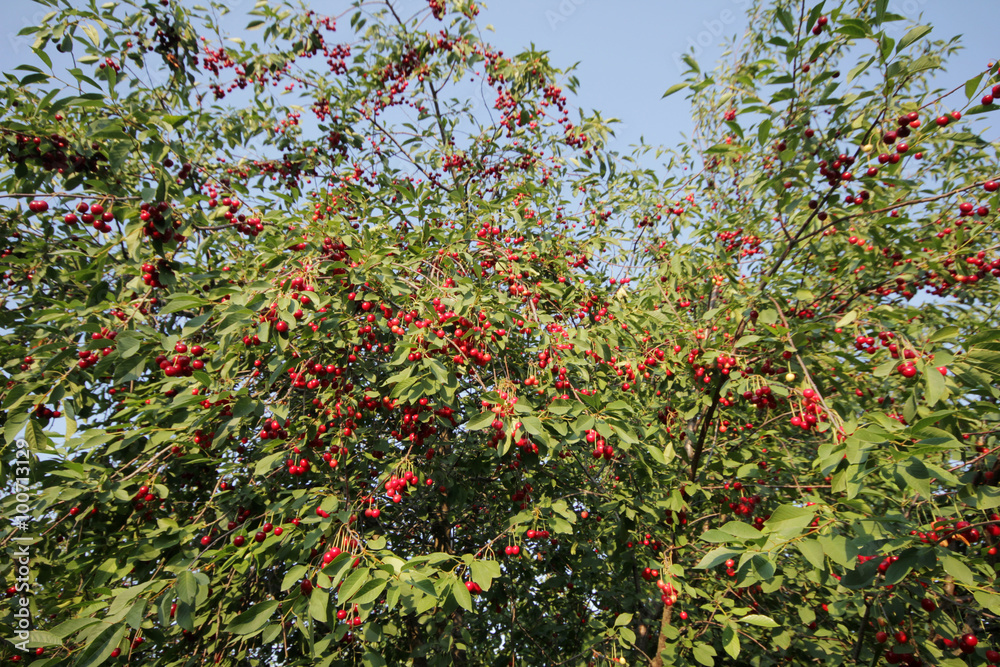 cherries on a cherry tree