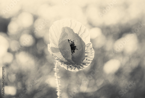 Poppy flower in the field