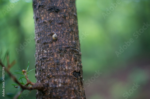 Snail crawling on a tree