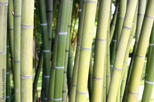 Green Bamboo 