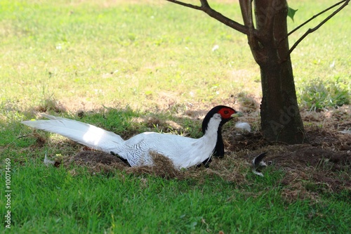 Place in the shadow for a Silver Pheasant Lophura nycthemera on the Isola Madre Italy  photo